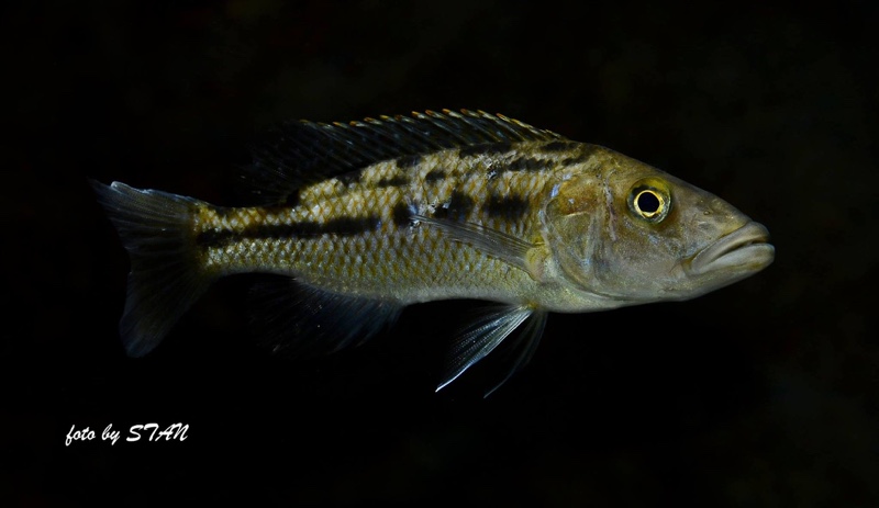 Tyrannochromis macrostoma